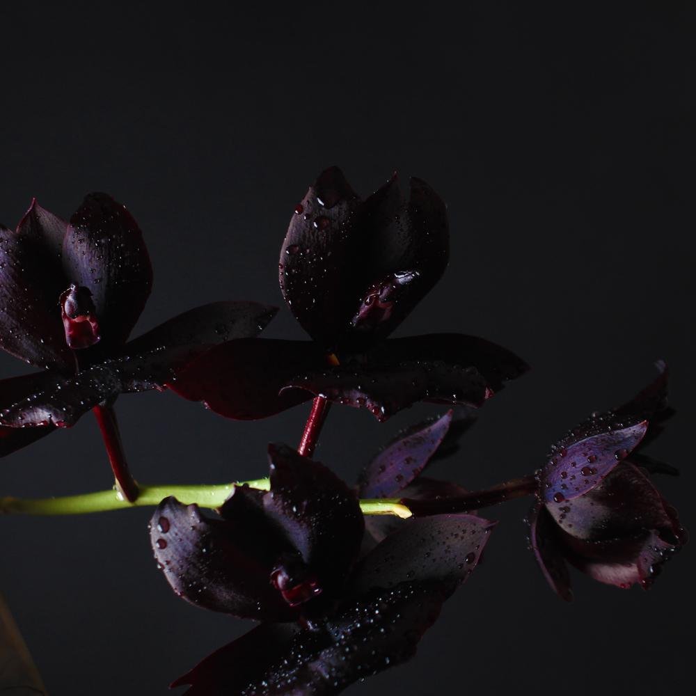 Black Orchid Ready Made Room Spray With CLP