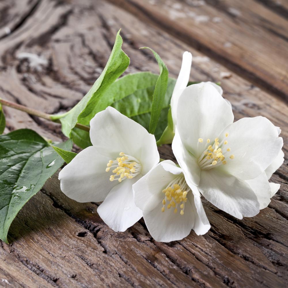 DISCONTINUING Cedarwood & Jasmine Fragrance Oil