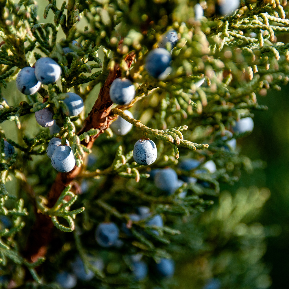DISCONTINUING Juniperberry Fragrance Oil