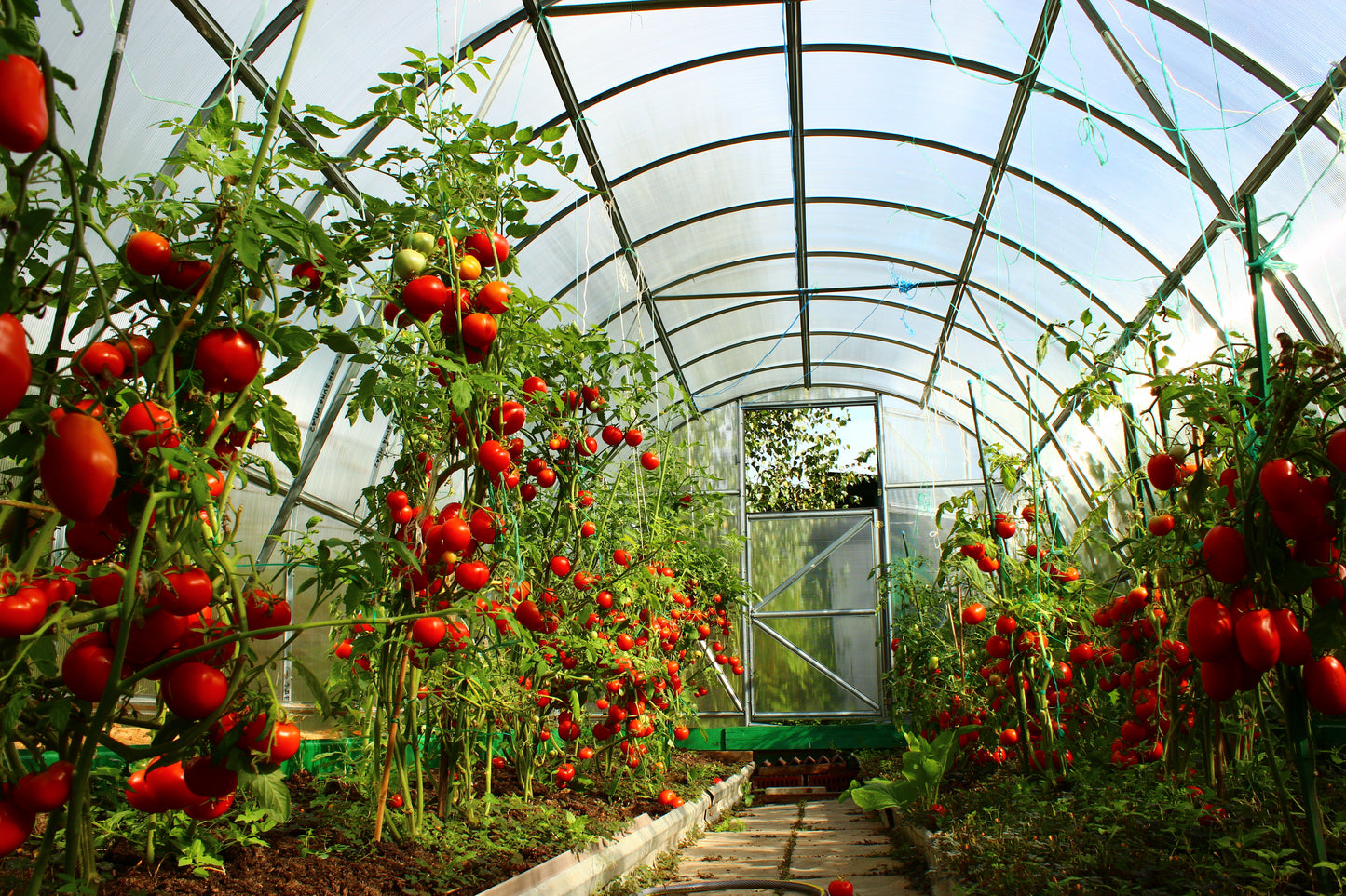 Greenhouse Fragrance Oil