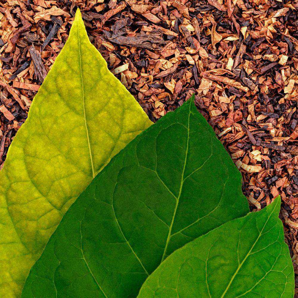 DISCONTINUING Iris & Tobacco Fragrance Oil