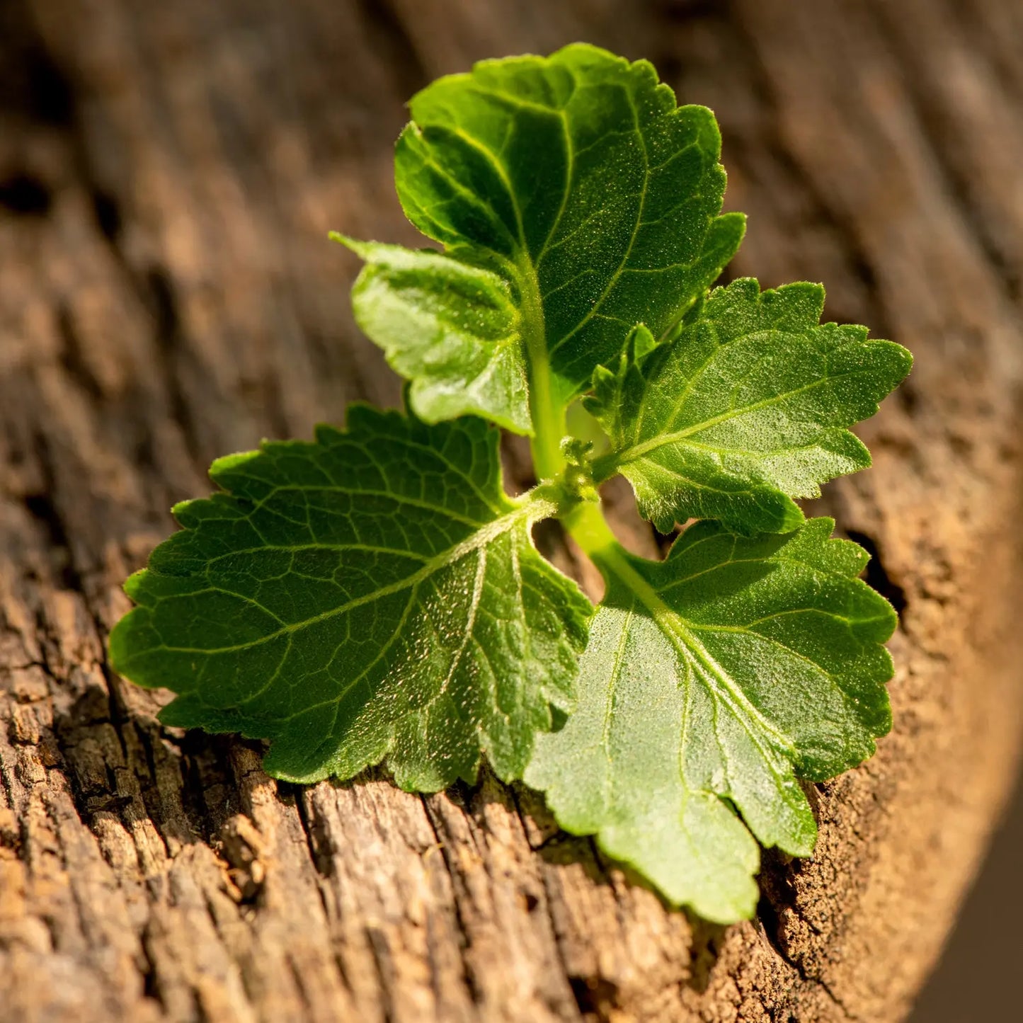 DISCONTINUING Patchouli & Cedar Fragrance Oil