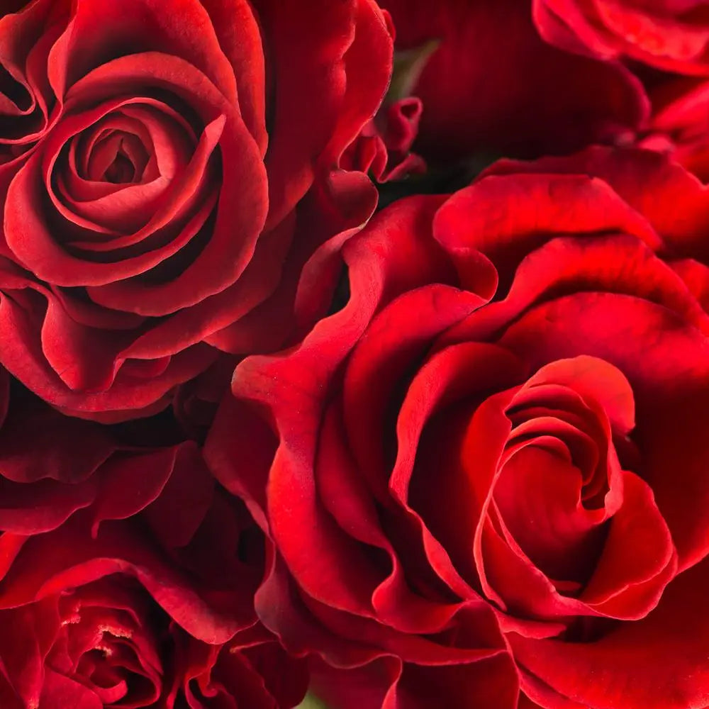 DISCONTINUING Roses Fragrance Oil