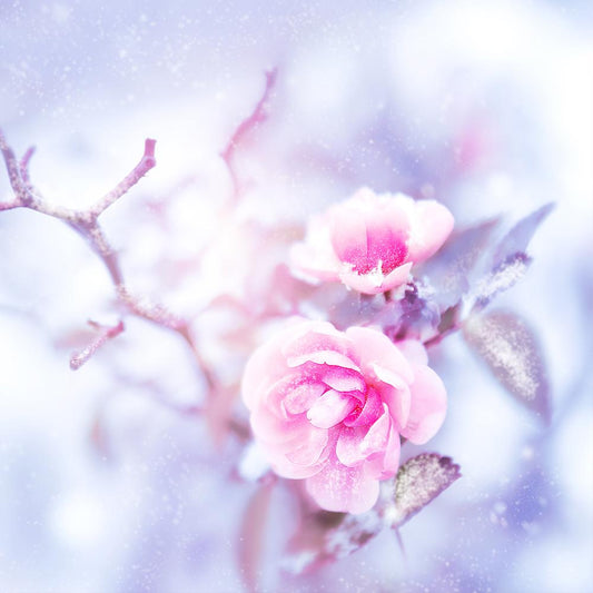 DISCONTINUING Rosey Wonderland Fragrance Oil