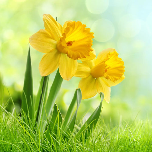 Fresh Daffodil Fragrance Oil