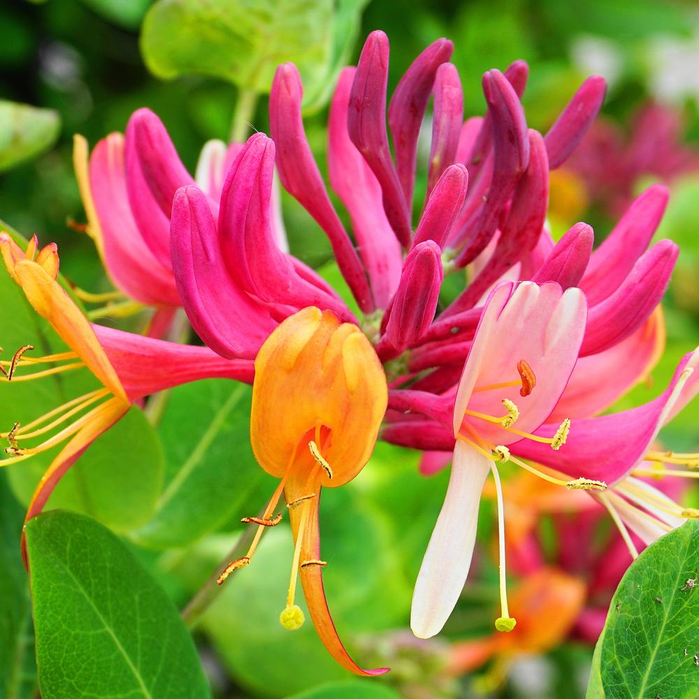 Honeysuckle & Sandalwood Fragrance Oil