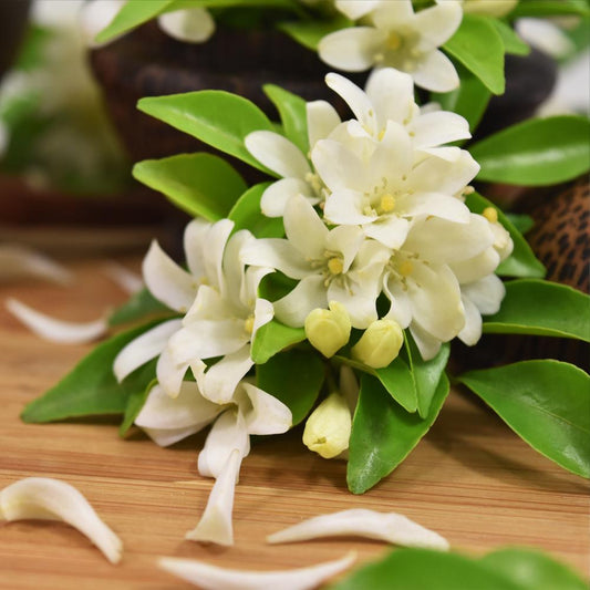 Jasmine Fragrance Oil