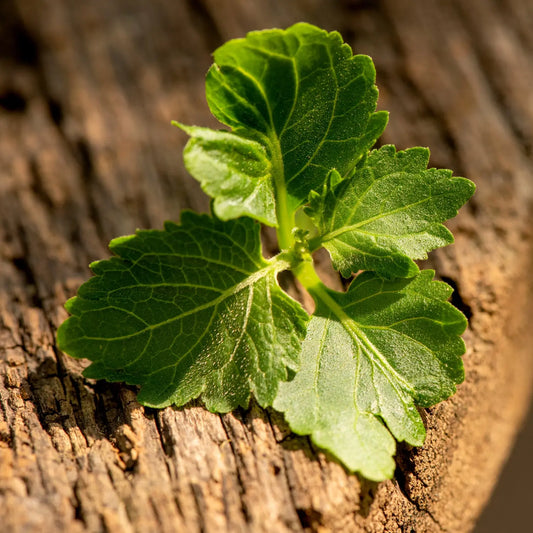 Patchouli & Cedar Fragrance Oil