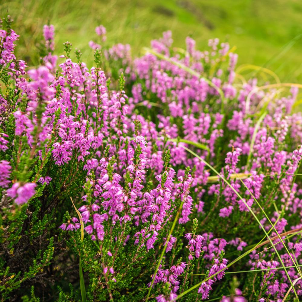 Scottish Heather Fragrance Oil - updated formula