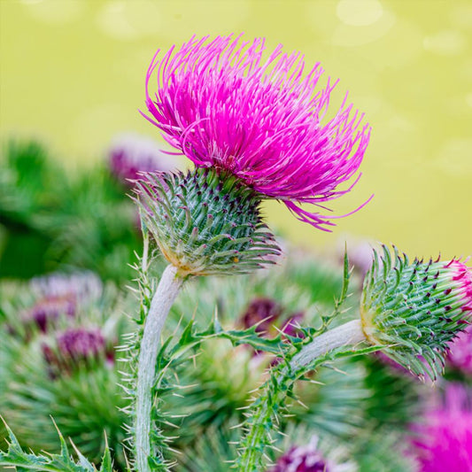 Thistle Fragrance Oil