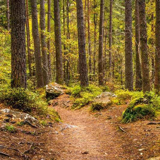 Woodland Walk Fragrance Oil